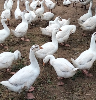 百年老梨树地,梨园散养大三花鹅80天主食草