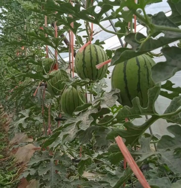 蒲城吊兰西瓜,脆甜可口,口感爽口,欢迎采购