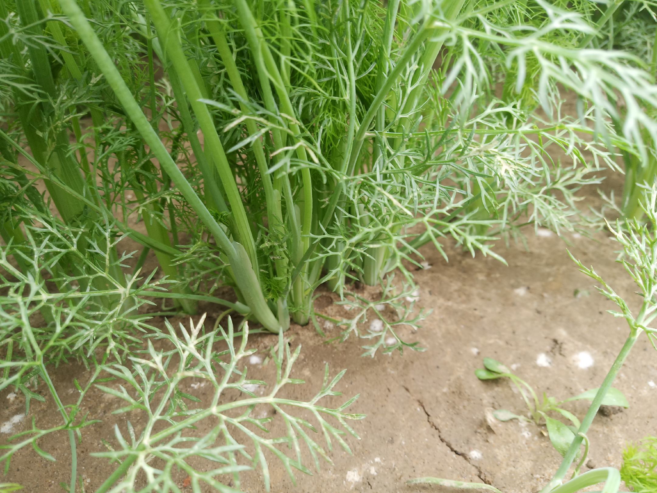 香附子植株特写