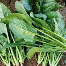河北菠菜大量供应保质保量全国代发新鲜采摘欢迎咨询