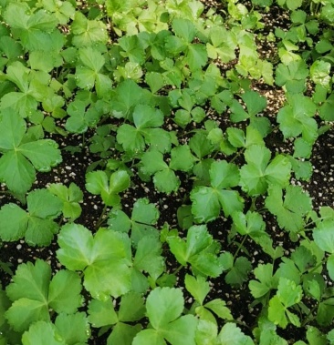 [批发]明日叶苗价格4.50元/棵 - 一亩田