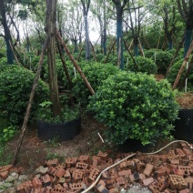 海桐球大量各种规格