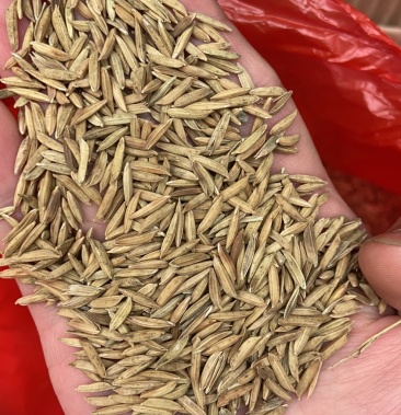 [稻谷批发]野香优莉丝价格167.00元/斤 - 一亩田