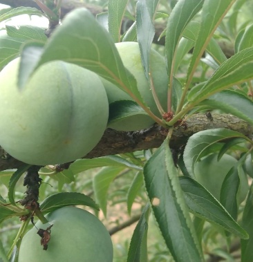 贵州镇宁六马镇四月李