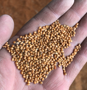 [糜子批发]红糜子价格2.35元/斤 - 一亩田