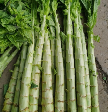 莴笋杆子无空心斑点脱节产地直供一次合作终生信赖
