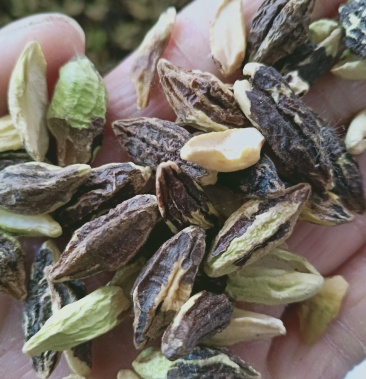 使君子,使君子仁质量保证,经营各种中药材欢迎咨询合作!