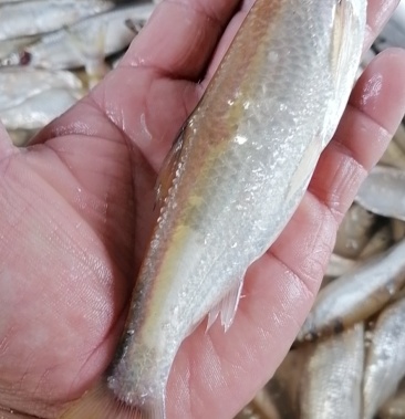 [白鱼批发]白条鱼价格32.00元/斤 - 一亩田