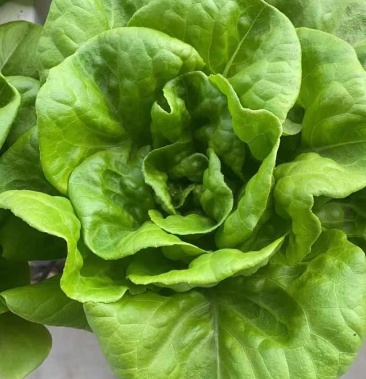 [奶油生菜批发]水培菜价格1.20元/斤 - 一亩田