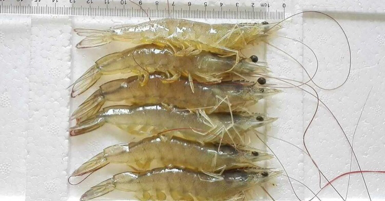 图片说明:一张展示白对虾不同规格(从特大到小号)并标注每斤只数的对比图,背景为白色厨房台面,虾排列整齐,配有标尺和标签,清晰显示尺寸差异 白对虾不同规格对比图