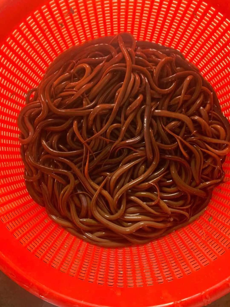 黄鳝苗 黄鳝幼苗 黄鳝小苗批发 黄鳝种苗 黄鳝养殖基地