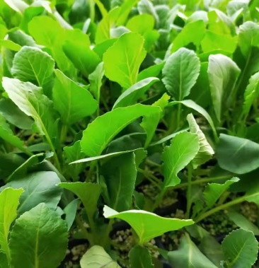 韩绿甘蓝苗 耐热绿甘蓝苗 包菜苗 大头菜种苗 耐高温不裂