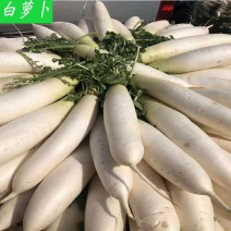 白萝卜产地直发，看货装货，保质保量，欢迎订购