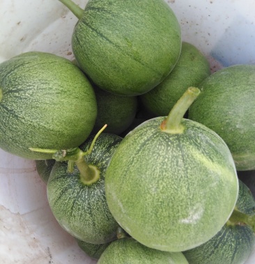 [甜瓜批发]绿皮甜瓜价格4.00元/斤 - 一亩田