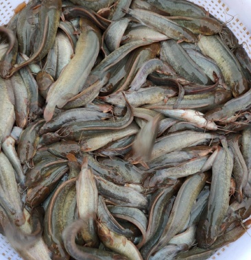 塘角魚,塘鯴魚苗,本地塘鯴,小魚苗,活體魚苗,放生魚苗