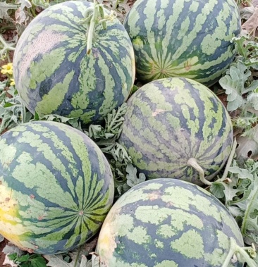 金城5号西瓜,来自吐鲁番产地直供,支持各大中小城市发货