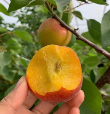 金太阳杏,丰源红杏