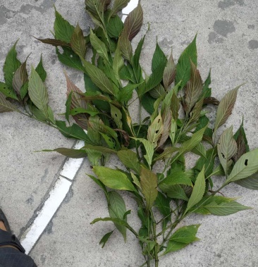 [板蓝根批发]野生板蓝根价格1.00元/斤 - 一亩田