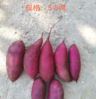 [紫薯批发]海南沙地008紫薯价格1.80元/斤 - 一亩田