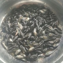 罗非鱼苗