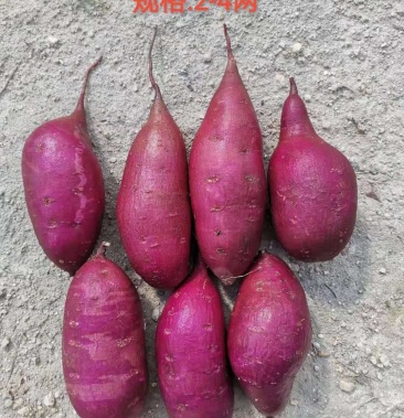 [紫薯批发]008紫薯大批量销售价格1.80元/斤 - 一亩田