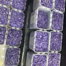 藏红花种球低价出售包质量量大优惠