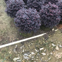 红继木球精品球50-60厘米袋苗，价格面议详谈。