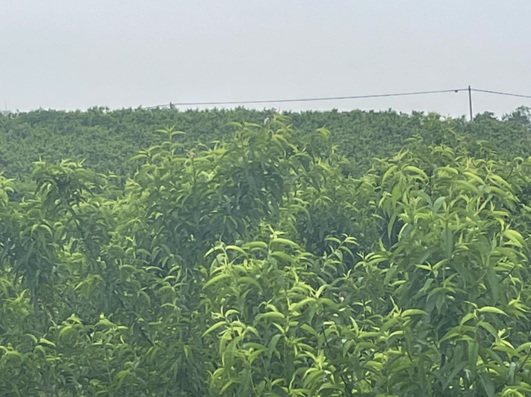 春雪桃果园风光