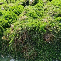 轮叶黑藻虾蟹养殖专用水草龙虾爱吃的必备水草