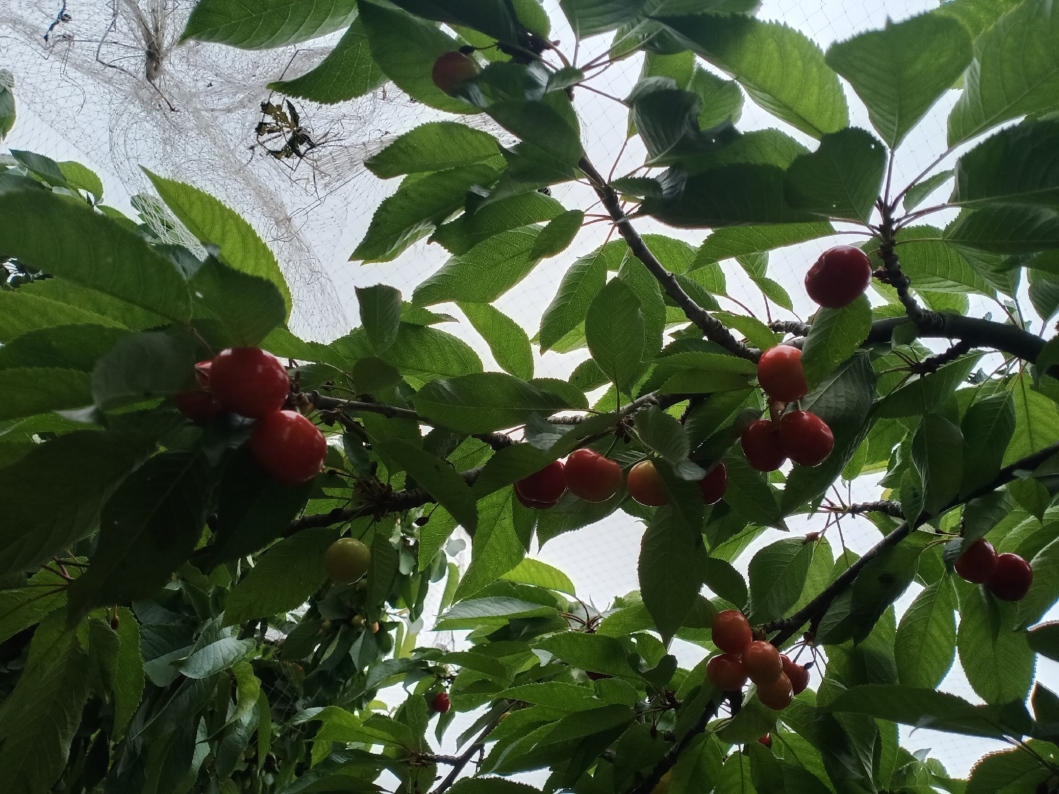 一棵樱桃树被轻质白色防鸟网全覆盖,网下挂着几串完好的樱桃,树旁立着一个稻草人模型,背景是清晨的薄雾 樱桃树上的防鸟措施