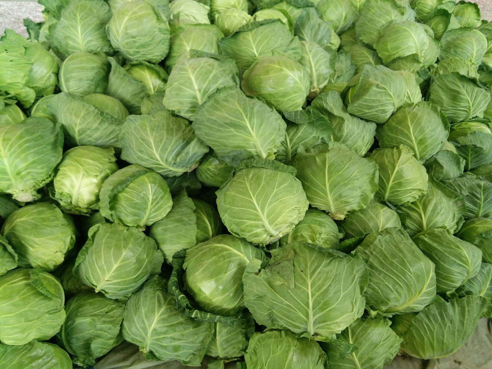 内蒙甘蓝大量上市接受预售