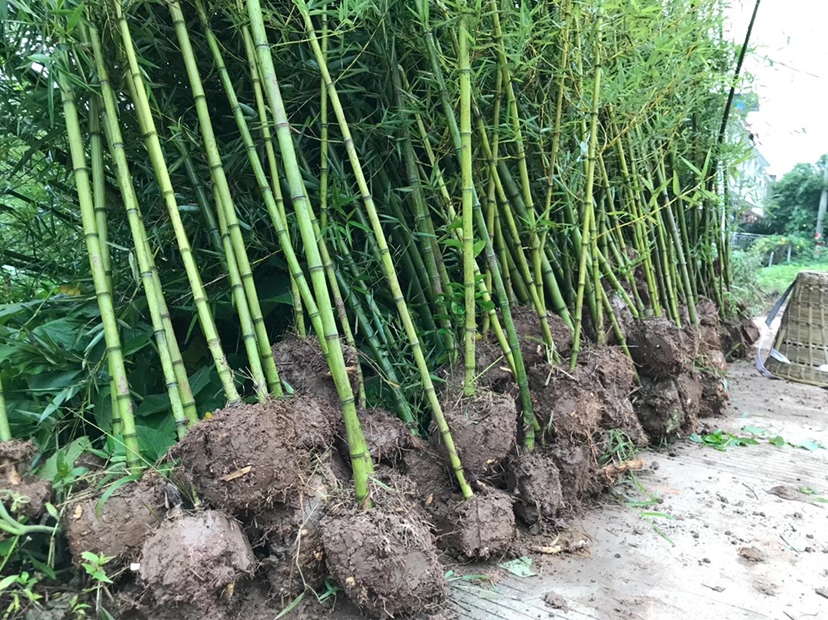 展示雷竹笋种植现场的整地、施肥和种苗埋植过程 雷竹笋种植现场管理图