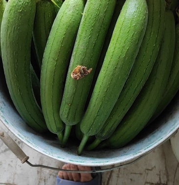 [丝瓜批发]精品土地香丝瓜,价格3.50元/斤 - 一亩田