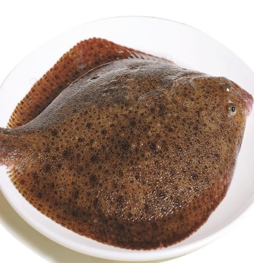 多宝鱼 比目鱼 大鲮鲆 碟鱼 鸦片鱼