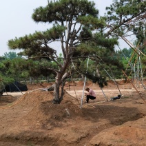 一手货源！产地直销。造型松，泰山松，迎客松。景松热卖中！