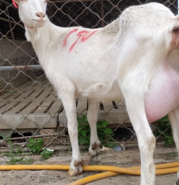 [萨能奶山羊批发]萨能奶山羊产奶的羊价格1800.00元/个 - 一亩田