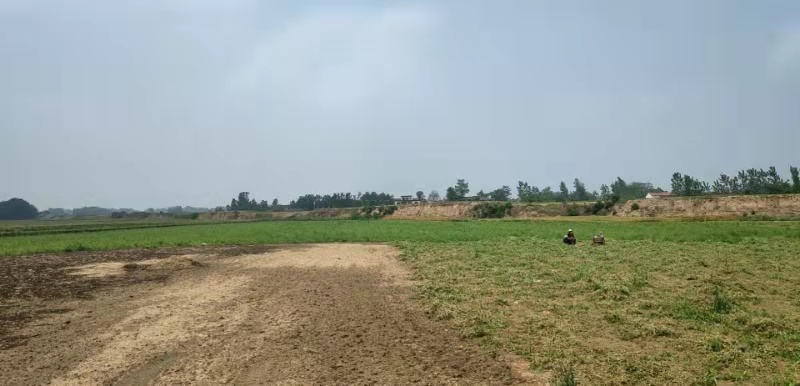 豌豆田间管理
