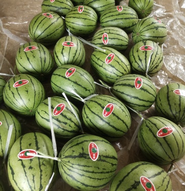 吊篮西瓜福运来3到4斤