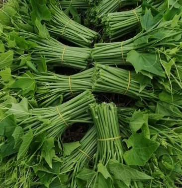 佛手瓜尖又名龙须菜