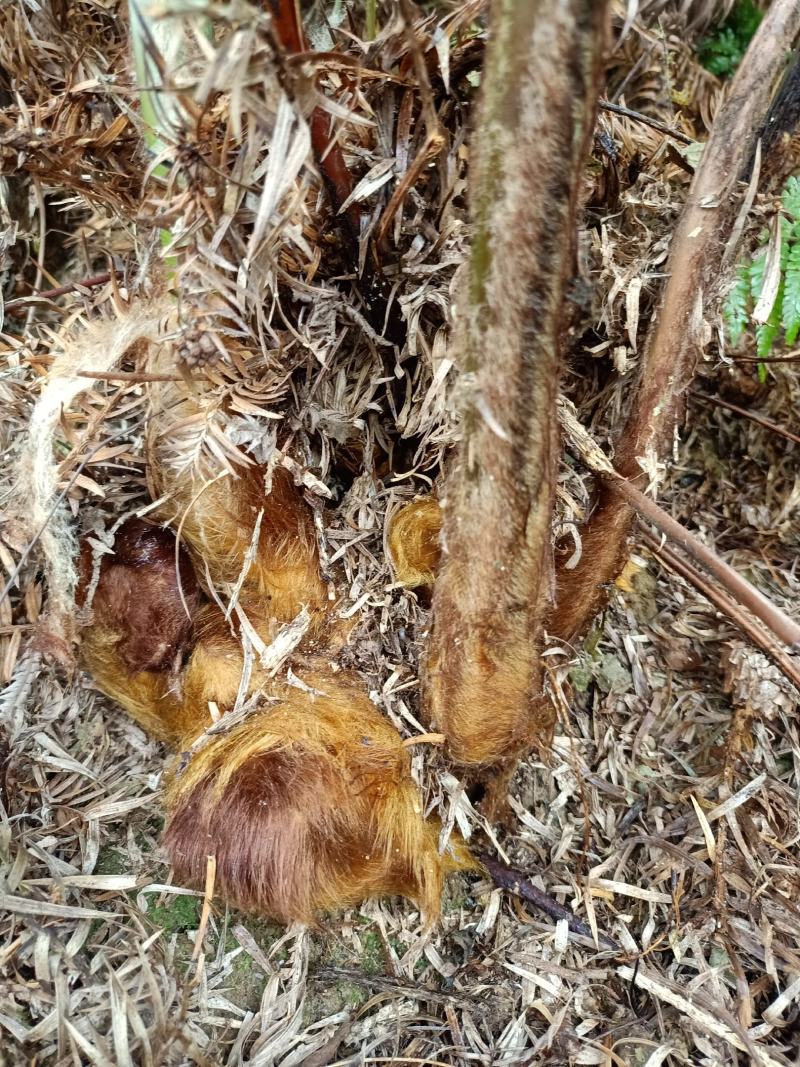 狗脊黄狗头金毛狗