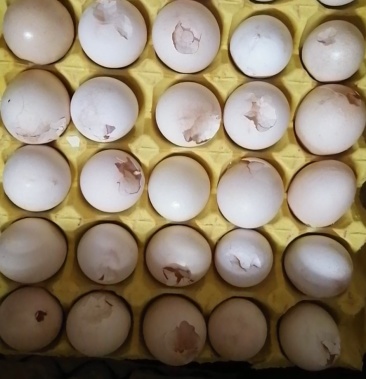 [鸡蛋批发]破鸡蛋价格2.00元/斤 - 一亩田