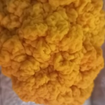 金耳含有蛋白质，脂肪，钙，磷，铁等微量元素，