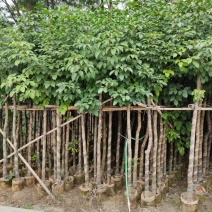5-8-10分秋枫袋苗，广东秋枫袋苗批发，普宁秋枫