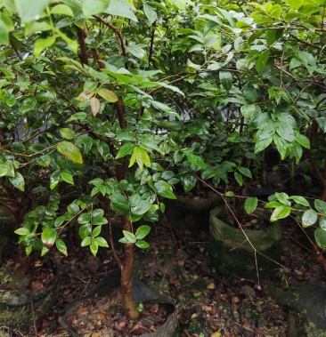 115分福冈沙巴四季嘉宝果苗大量出售