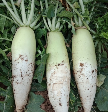 [青萝卜批发]春萝卜价格0.30元/斤 - 一亩田