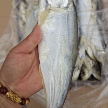 白磷鱼干腌制咸鱼干也叫快鱼规格全！一手货源大量现货供应