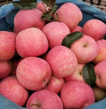 一件35斤100元秦皇岛市青龙红富士苹果