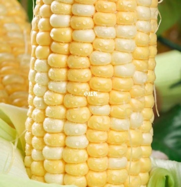 太阳花九号水果玉米300亩山西长治7月25号上市