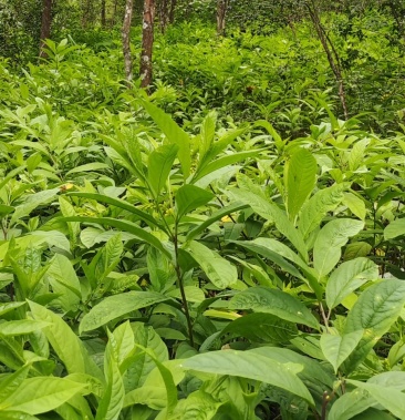 黄花倒水莲黄花倒水莲苗黄花参苗