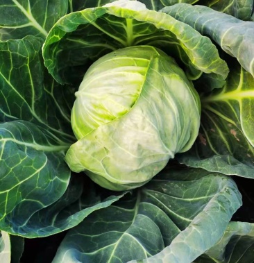 [圆包菜批发]圆白菜价格0.20元/斤 - 一亩田